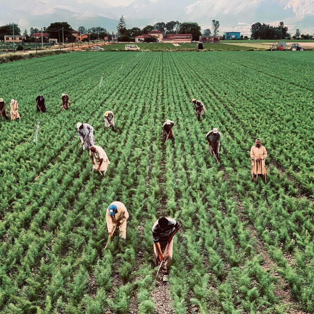 muncitori străini agricultură